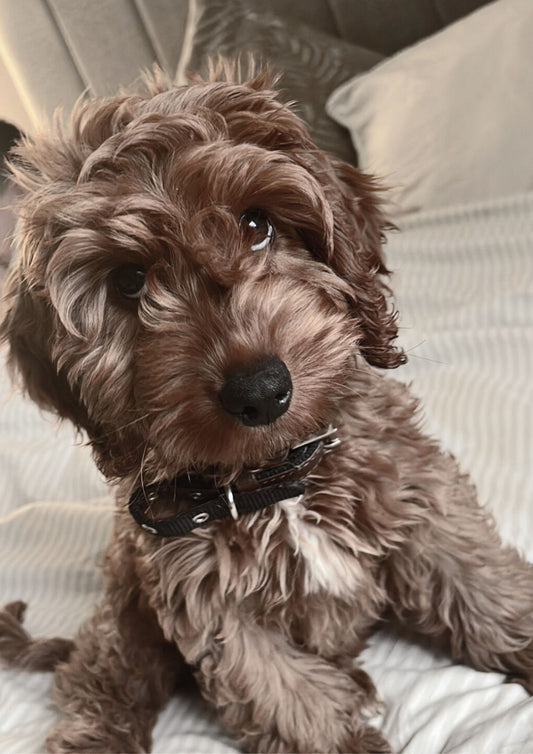 Cockerpoo prints/ wall art/ pet prints/