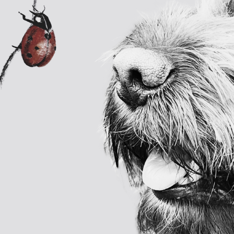 Cockerpoo dog, pets, wall art, digital print, pet art,