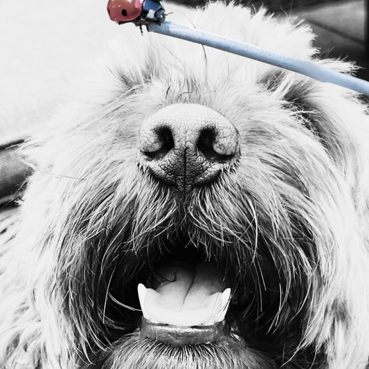 Cockerpoo photo, digital print, pet photos, pet art, black & white prints, wall art,